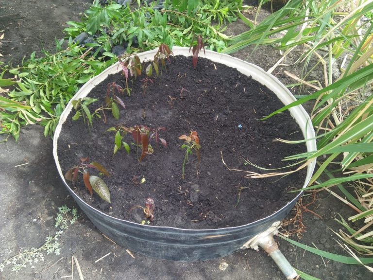 Mangoes seeds bed May 2025