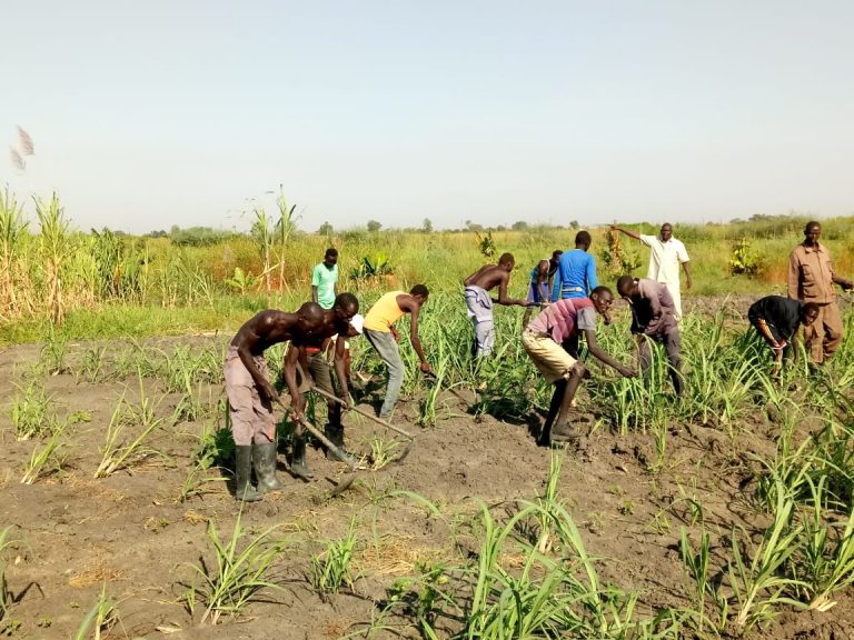 youth cleaning sugarcane field